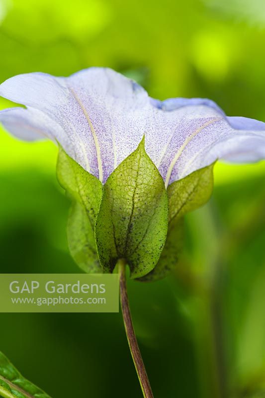 Nicandra Physalodes - Fleur de mouche Shoo