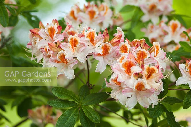 Rhododendron 'Jock Brydon'