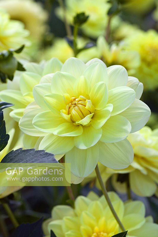 Dahlia 'Glorie van Heemstede'