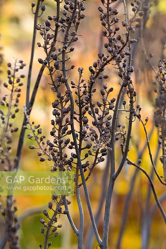 Têtes de graines d'Actaea racemosa en automne