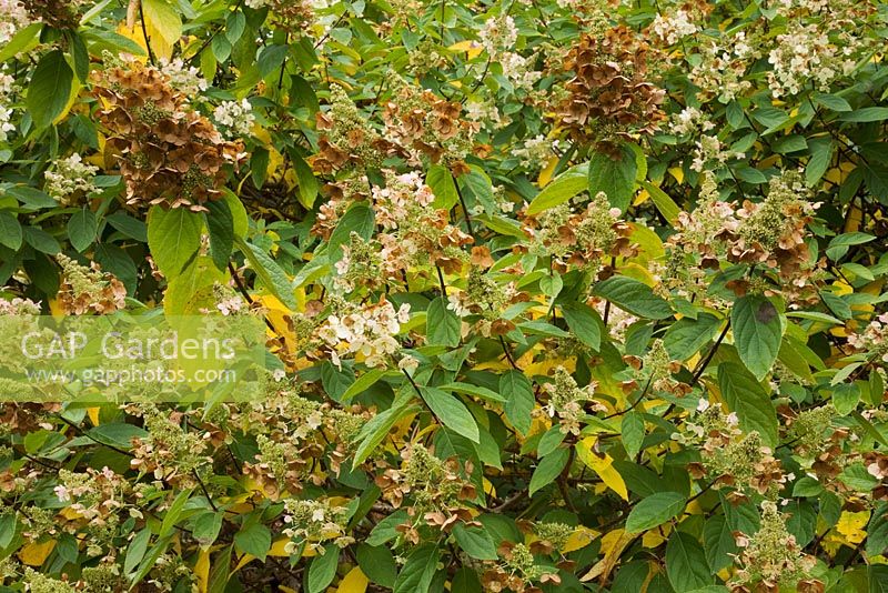 Têtes de fleurs brunes fanées de l'Hortensia 'Tardiva' en automne