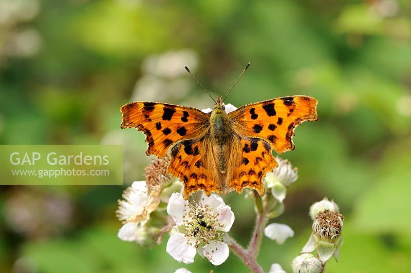 Polygonia c-album - Virgule papillon, se nourrissant de ronce commune, Norfolk, UK, juillet