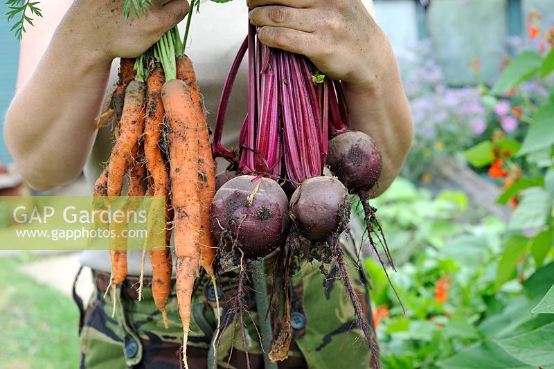Jardinière tenant des grappes de carottes fraîchement tirées 'Amsterdam Forcing' et de betteraves 'Boltardy '. Norfolk, Royaume-Uni, juillet