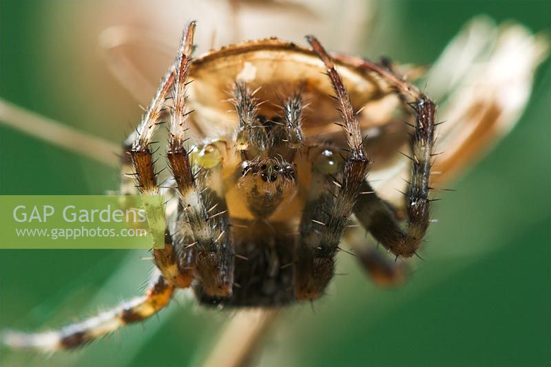 Araneus diadematus - Jardin ou araignée croisée à l'envers sur la tête de graine de fleur