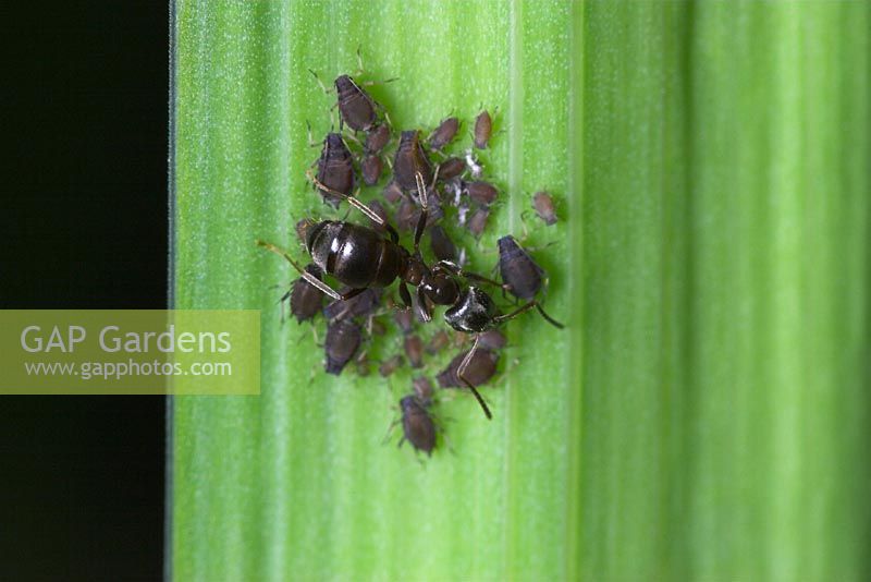 Lasius niger - Fourmi noire tendant les pucerons sur la feuille d'iris. Dorset, Royaume-Uni