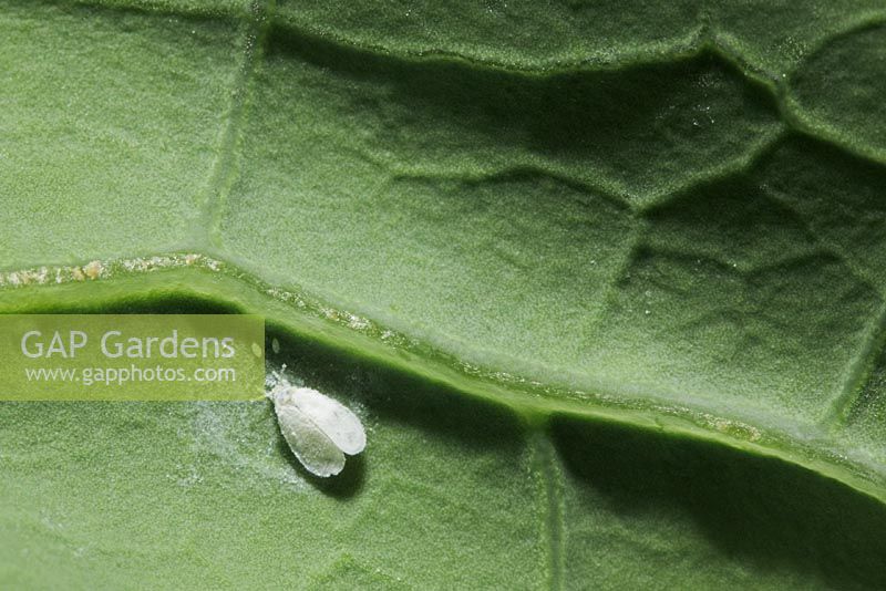 Aleyrodes proletella - Aleurode du chou sur le chou