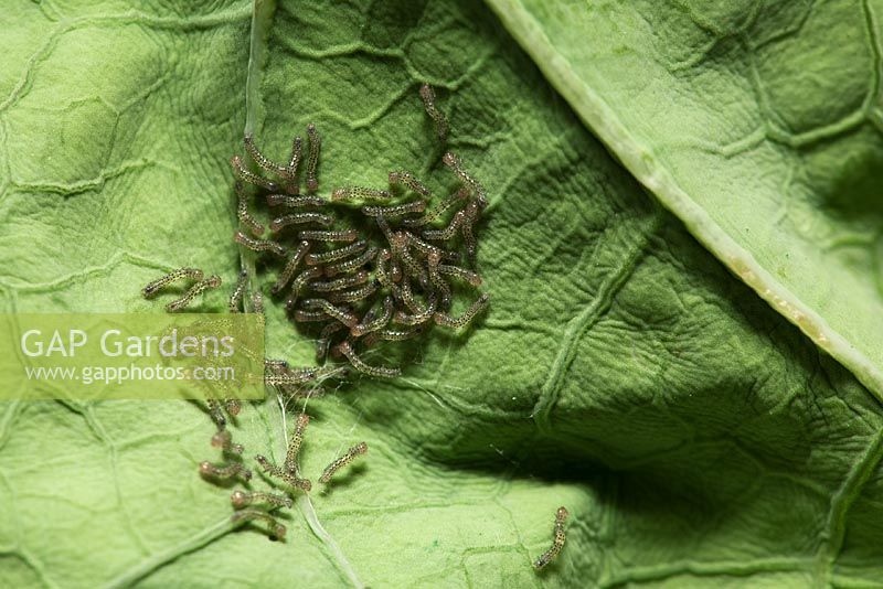 Mamestra brassicae - Larve de teigne du chou se nourrissant de feuilles de chou