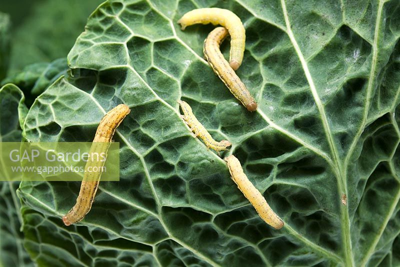 Mamestra brassicae - Larves de teigne du chou se nourrissant de feuilles de chou
