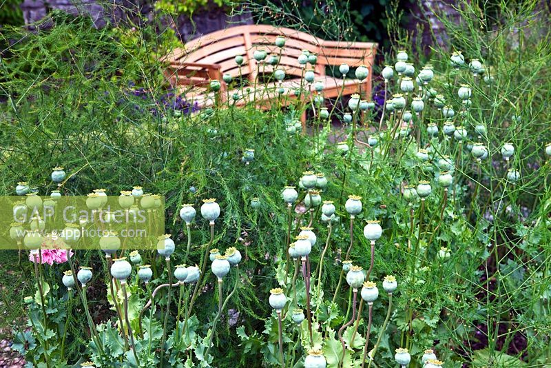 Pépins de Papavar somniferum 'Paeoniiflorum Group' et frondes d'asperges dans le jardin potager clos - Sedbury Park Secret Garden, Orchard House, Sedbury Park, Monmouthshire