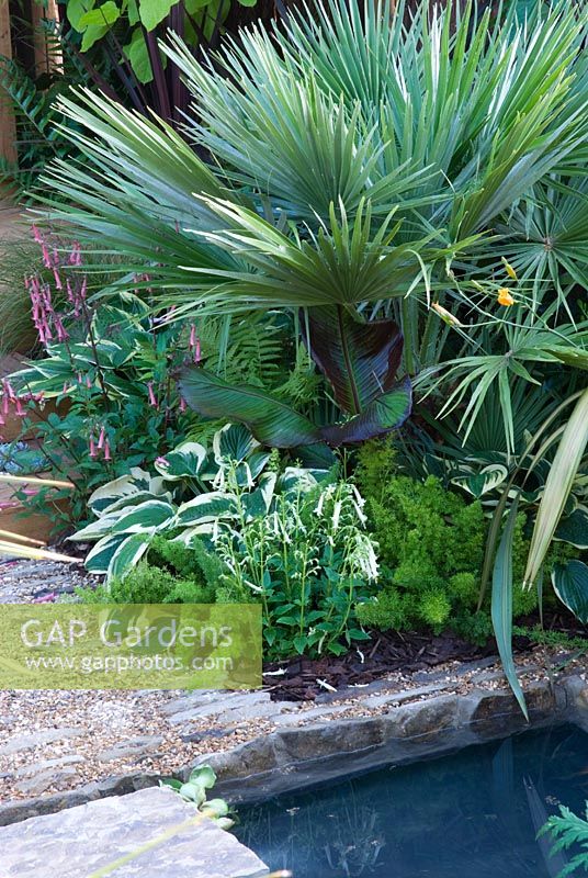 Chamaerops humilis sous-plantée d'Hosta, Asparagus meyeri et Phygellius 'Fanfare Cream' - The Yoga Garden, médaillée de bronze au RHS Hampton Court Flower Show 2010