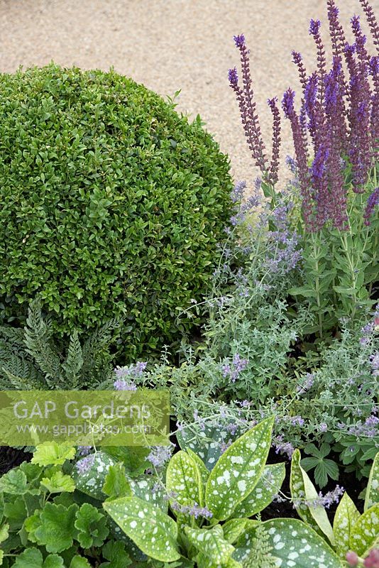 Pulmonaria, balle Buxus coupée et Salvia - 'The Combat Stress Therapeutic Garden', médaillée d'argent, RHS Hampton Court Flower Show 2010