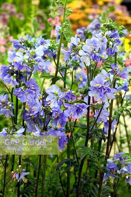 Polemonium Yezoense 'Bressingham Purple' - RHS Hampton Court Flower Show 2010