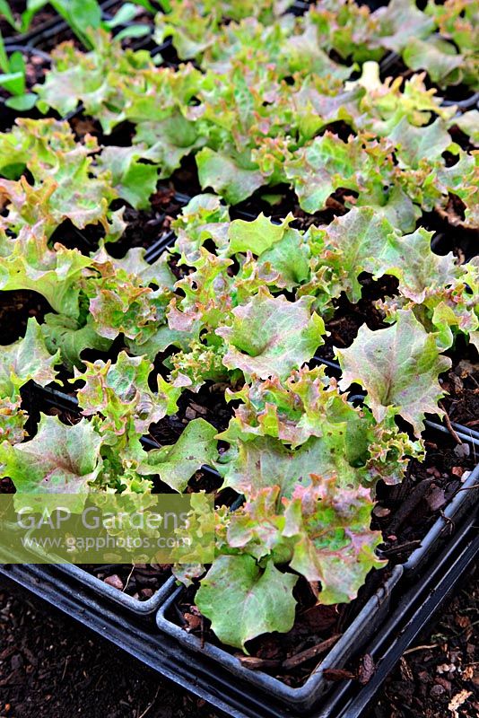 Plantes individuelles de Lollo Rossa 'Laitue Batavia' Salad Crop