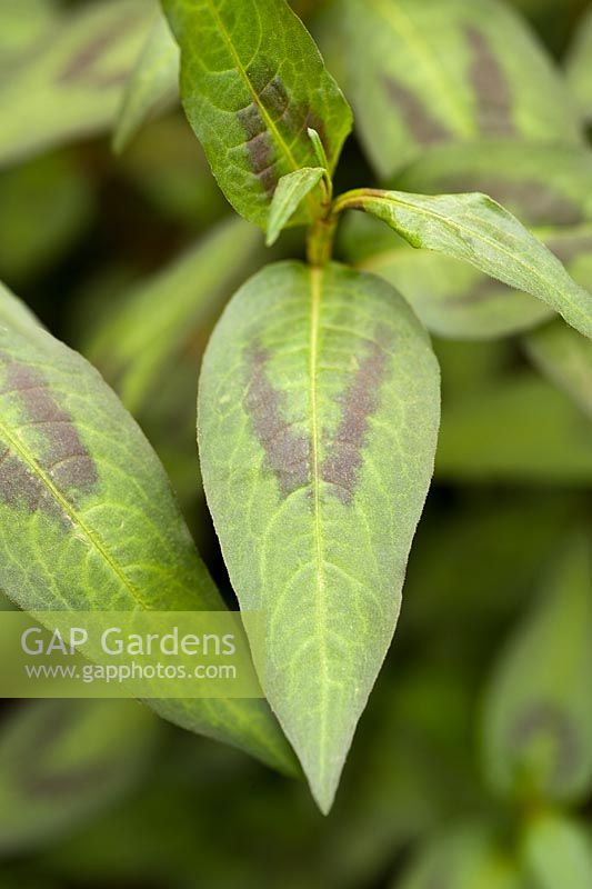 Persicaria odorata - Coriandre vietnamienne