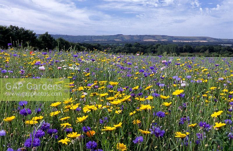 Sussex meadow avec bleuets, coquelicots anglais et californiens et soucis de maïs