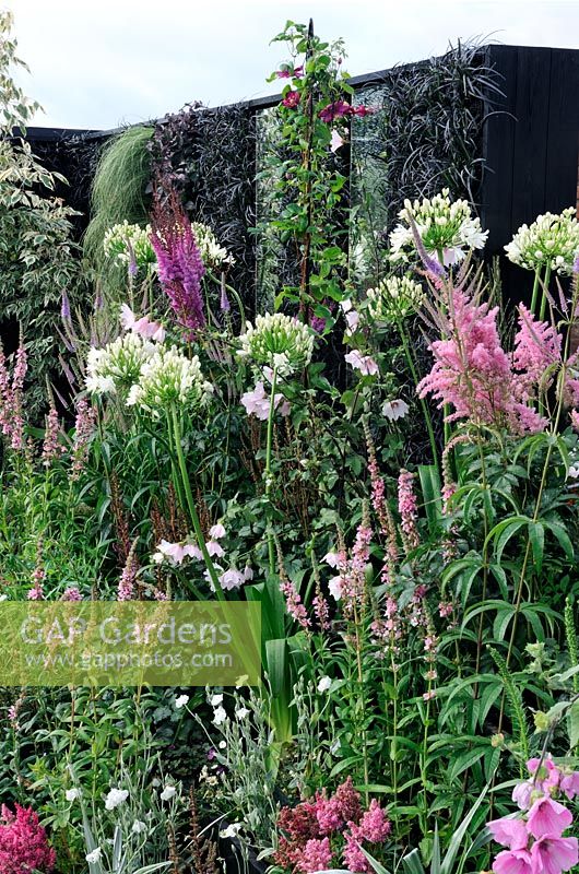 Parterres de fleurs surélevés plantés de plantes qui aiment l'humidité, avec un mur vivant d'Ophiopogon derrière - RHS Tatton Park Flower Show 2010