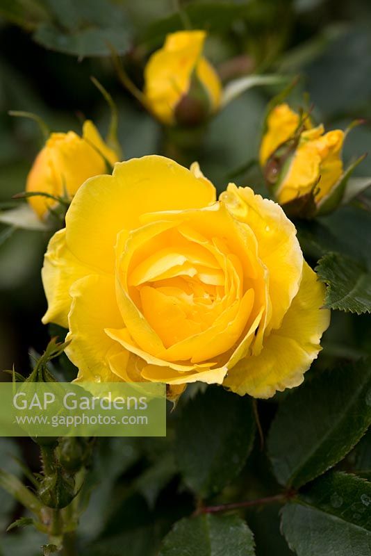 Rosa 'Golden Wishes'