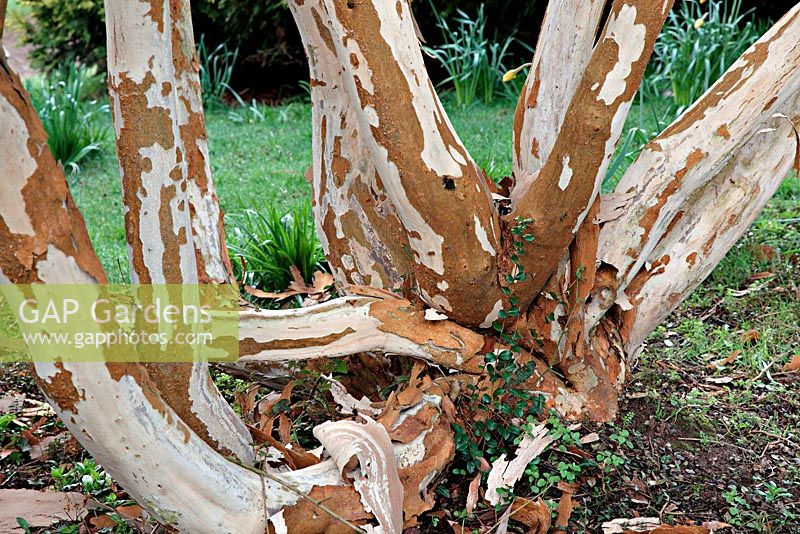 Luma apiculata - Myrte chilien, à Marwood Hill Gardens, North Devon