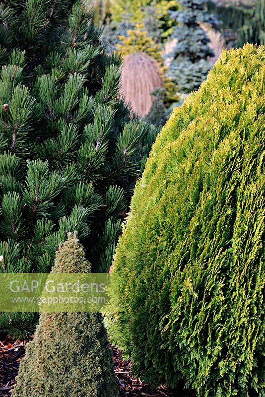 Le Thuja occidentalis doré 'Southport' avec le cône serré de Picea glauca 'Jeans Dilly' et Pinus leucodermis 'Zwerg Schneverdingen' au Foxhollow Garden près de Poole, Dorset
