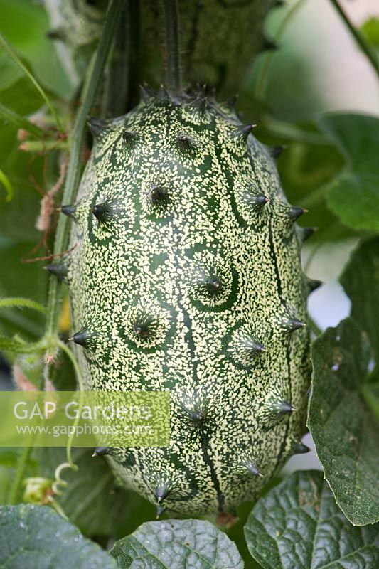 Cucumis metuliferus - Concombre melon cornu