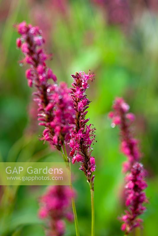 Persicaria amplexicaulis 'Firetails' - Renouées, août