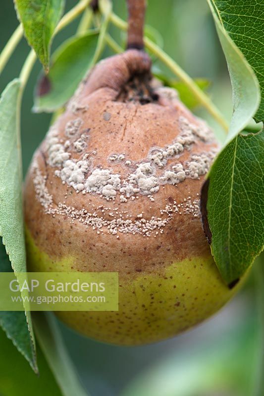 Monilinia fructicola - Pourriture brune sur une poire 'Delbard Gourmande Delsavor'