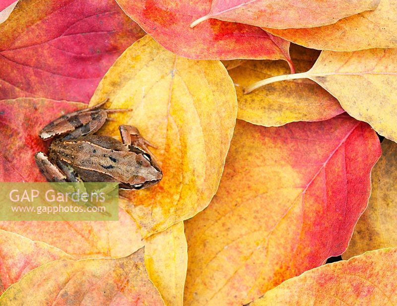 Rana temporaria - grenouille jardin commun assis sur des feuilles d'automne colorées