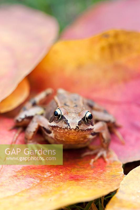 Rana temporaria - grenouille jardin commun assis sur des feuilles d'automne colorées