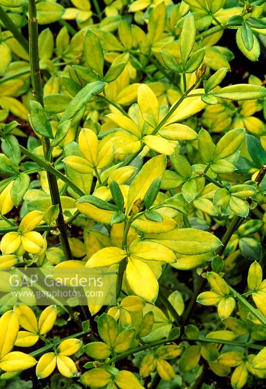 Jasminum nudiflorum 'Aurea' - Jasmin