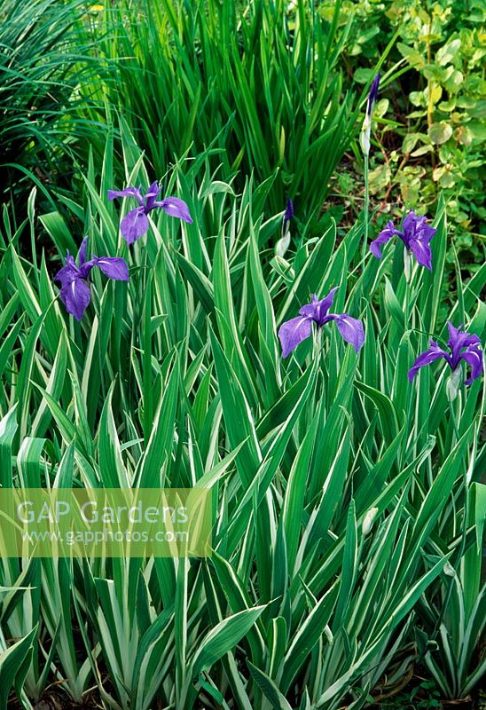 Iris ensata 'Variegata' - Iris japonais panaché