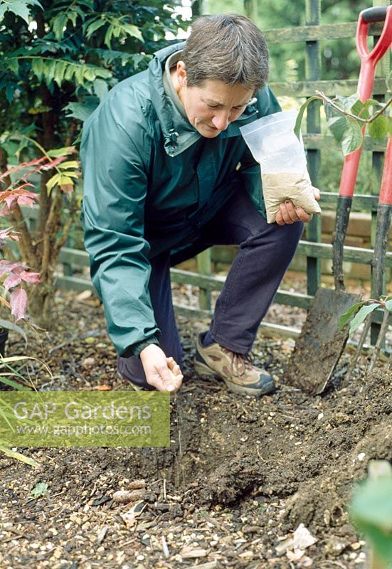 Plantation de Maonia - Ameublissez le sol à la base et sur les côtés du trou de plantation avec une fourche à creuser pour permettre aux racines de pénétrer et à l'eau de s'écouler. Étaler une couche de vieux fumier de ferme dans la base et ajouter de l'engrais bonemeal
