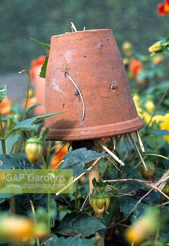 Piège à perce-oreille - Pot en terre cuite retourné rempli de paille sur le dessus de la canne pour protéger les dahlias des dommages