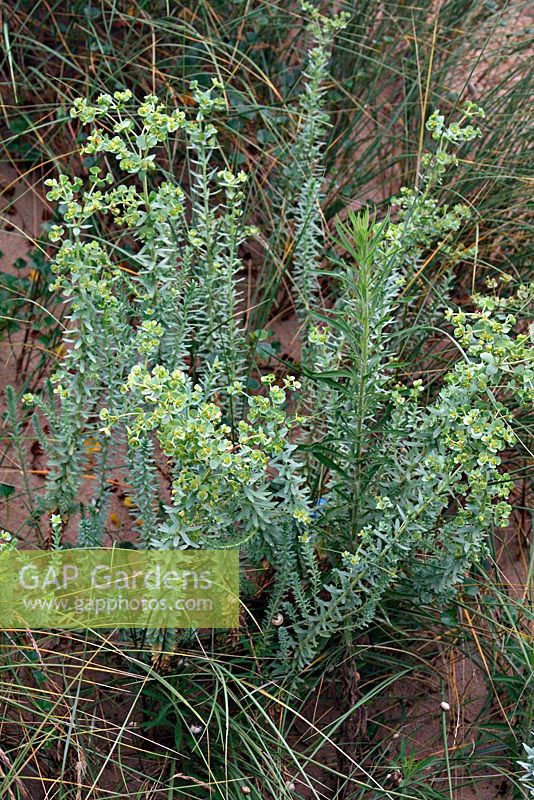 Euphorbia paralias - Sea Spurge poussant sur les dunes côtières