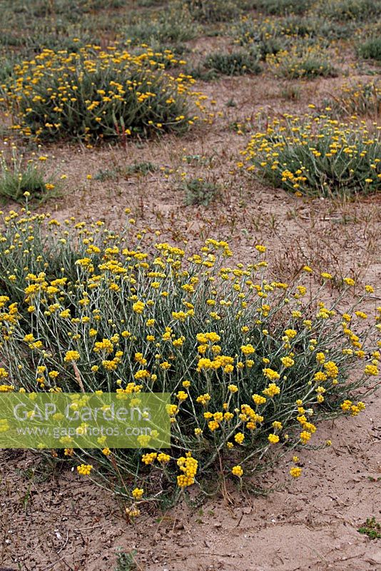 Helichrysum stoechas poussant sur les dunes de sable