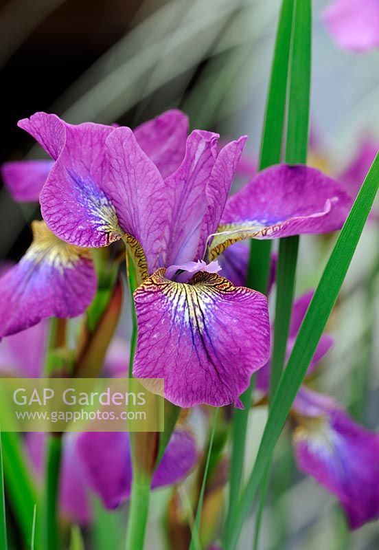 Iris sibirica 'Rose pétillante'