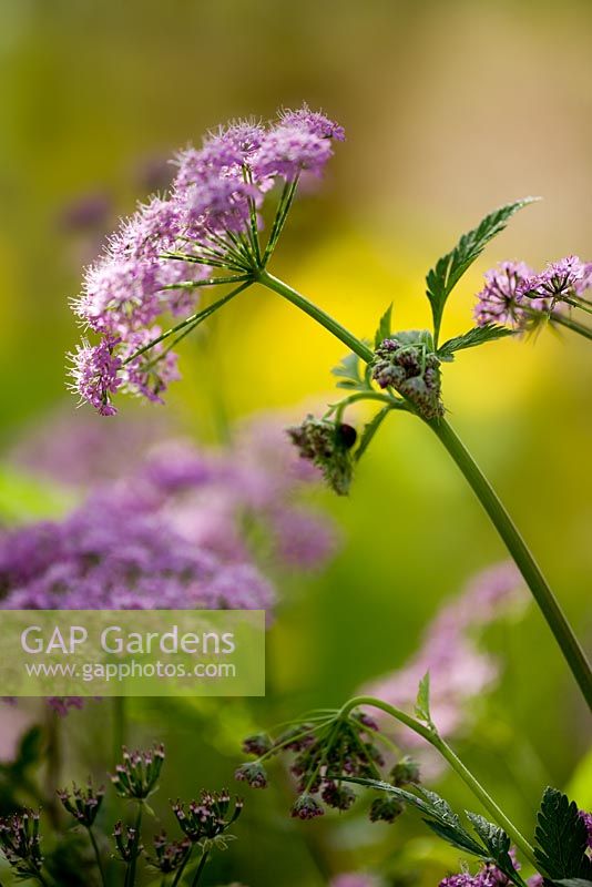 Chaerophyllum hirstutum 'Roseum'