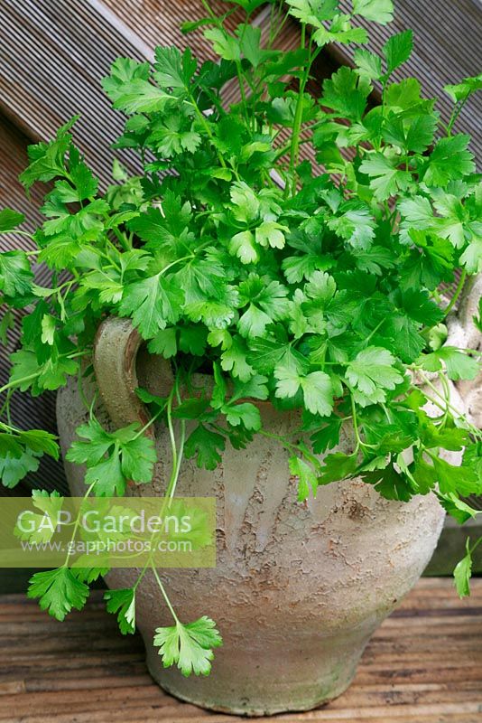 Coriandrum sativum - Coriandre poussant dans un pot en terre cuite altérée
