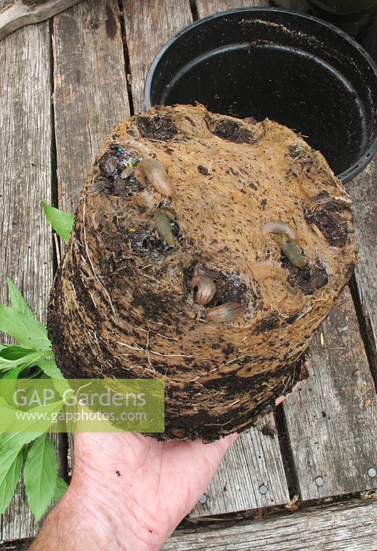 Limaces et cloportes utilisant les creux formés à la base d'une motte de racines dans un pot en plastique pour se cacher pendant la journée et sortir la nuit pour se nourrir