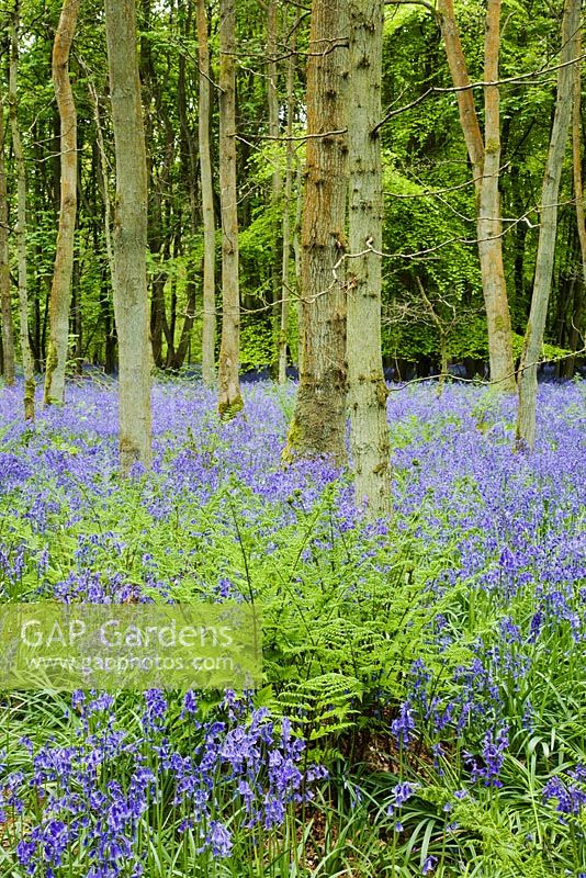 Bois de jacinthe des bois britannique en mai