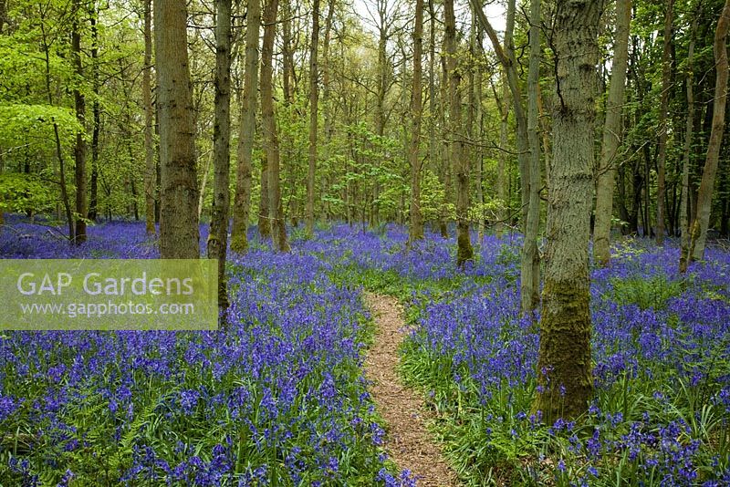 Bois de jacinthe des bois britannique en mai