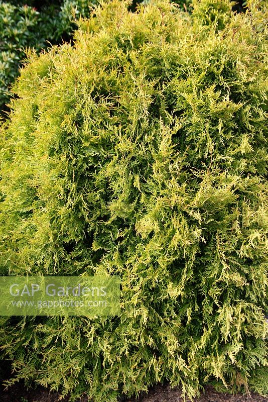 Thuja occidentalis 'Rheingold'