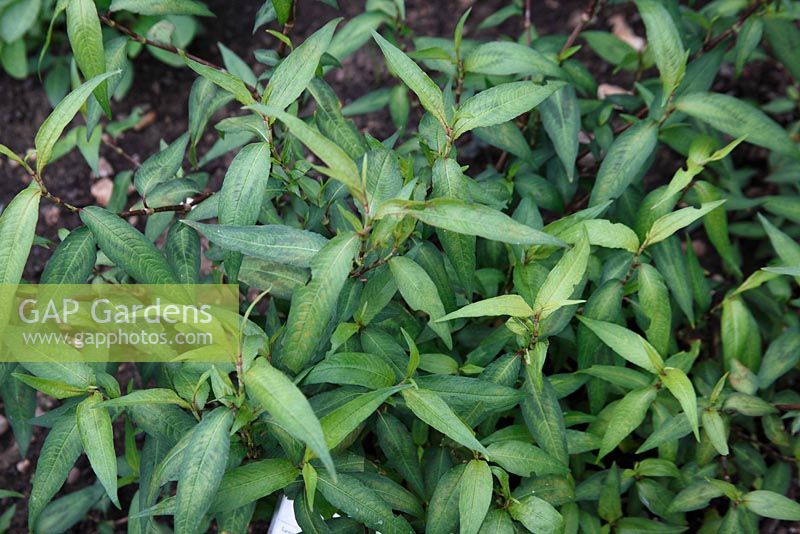 Persicaria odorata - coriandre vietnamienne