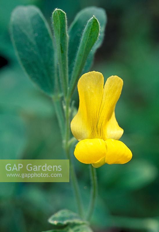 Lathyrus chrysanthus