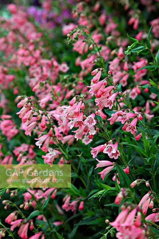 Penstemon 'Hewell Pink Bedder'