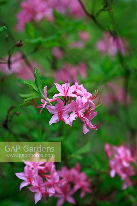 Rhododendron prinophyllum - RHS Harlow Carr