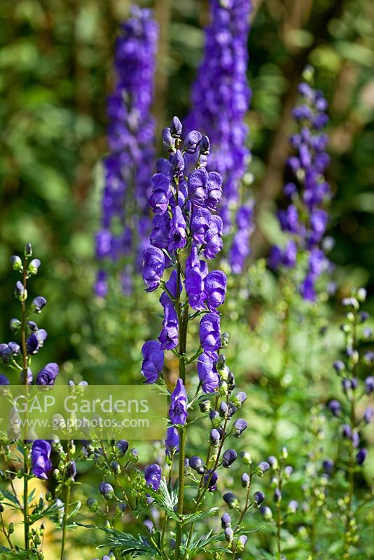 Aconitum 'Bressingham Spire'