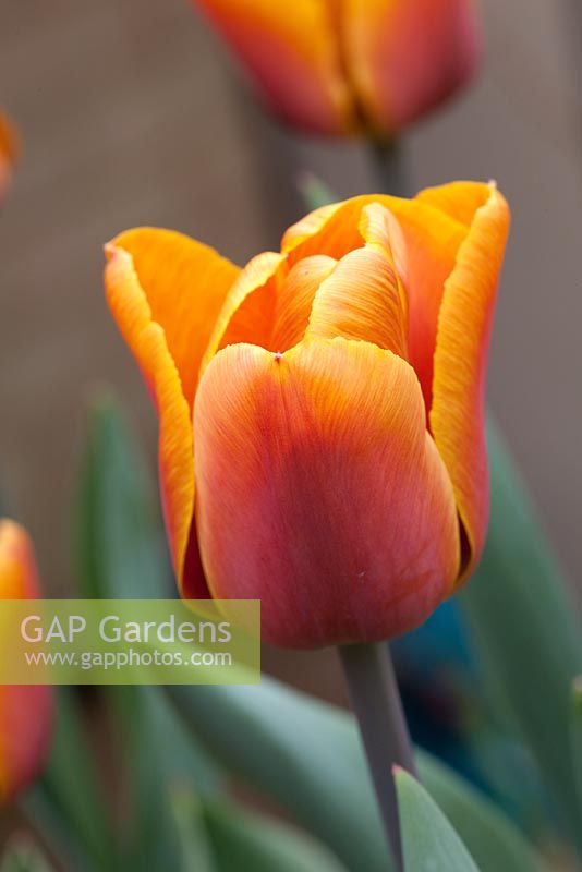 Tulipa 'cassonade'