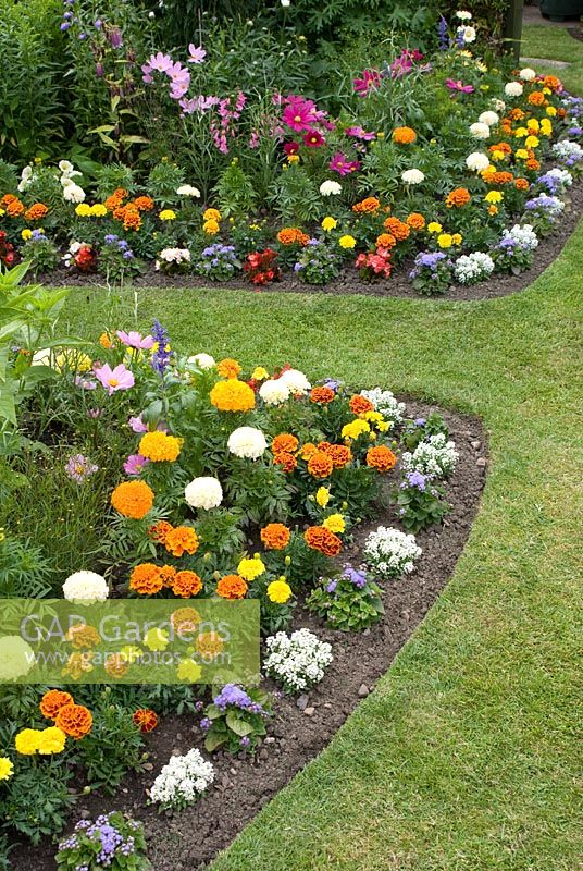 Parterres colorés avec des plantes annuelles tendres, y compris Cosmos, Calendula, Alyssum, Ageratum et Begonia. Manvers Street, Derbyshire, NGS