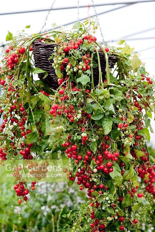 Tomates 'Des centaines et des milliers' dans un panier suspendu - RHS Hampton Court, 2010