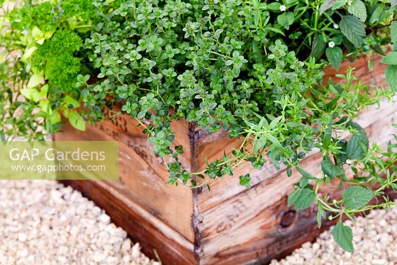 Herbes mélangées dans une vieille boîte en bois - RHS Hampton Court, 2010